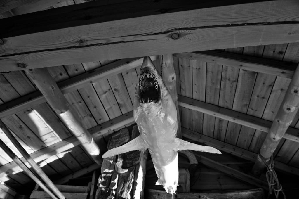 A mounted shark hanging from the rafters of the museum boathouse