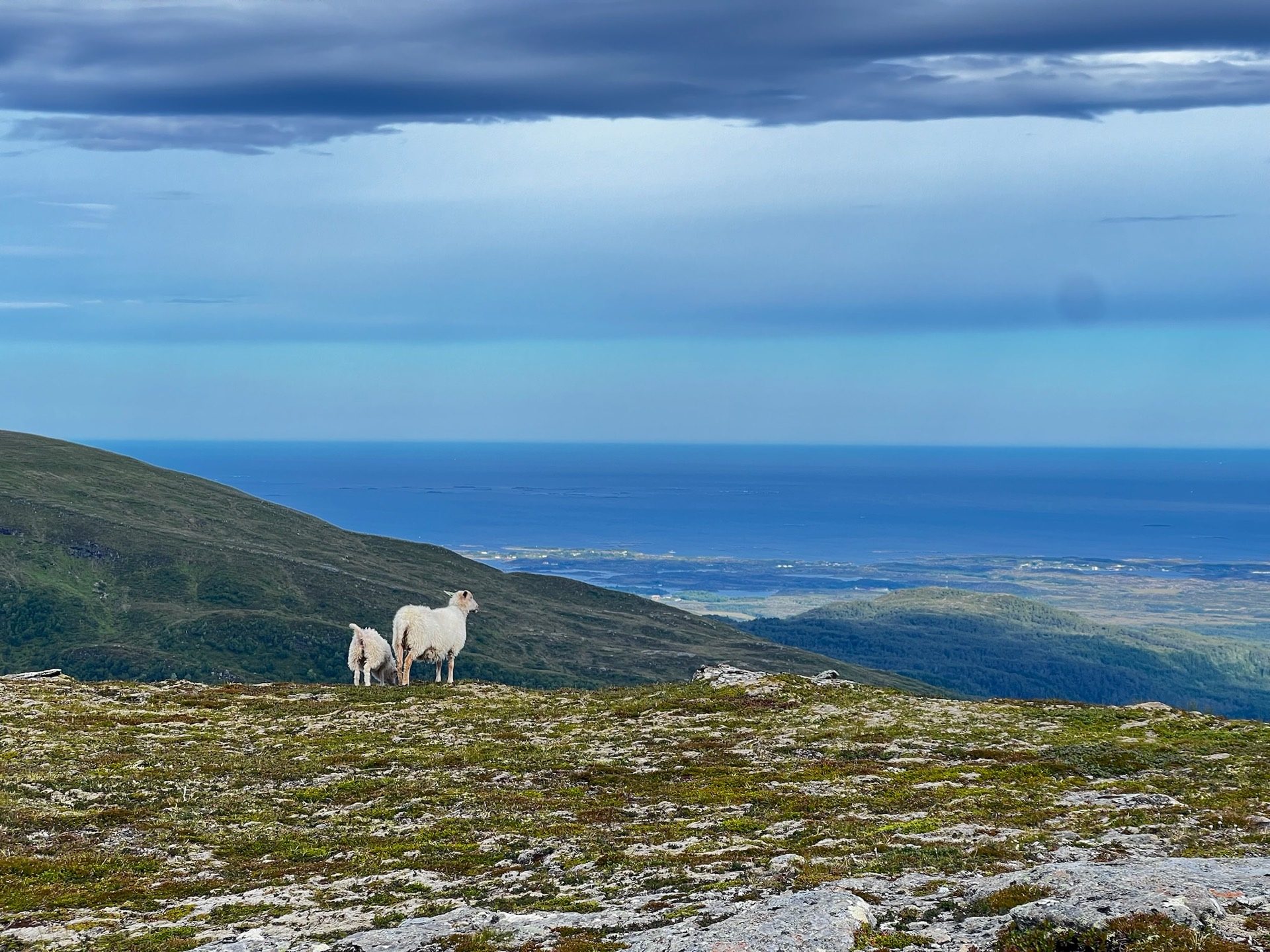 Sheep grazing high above the Averøy coastline